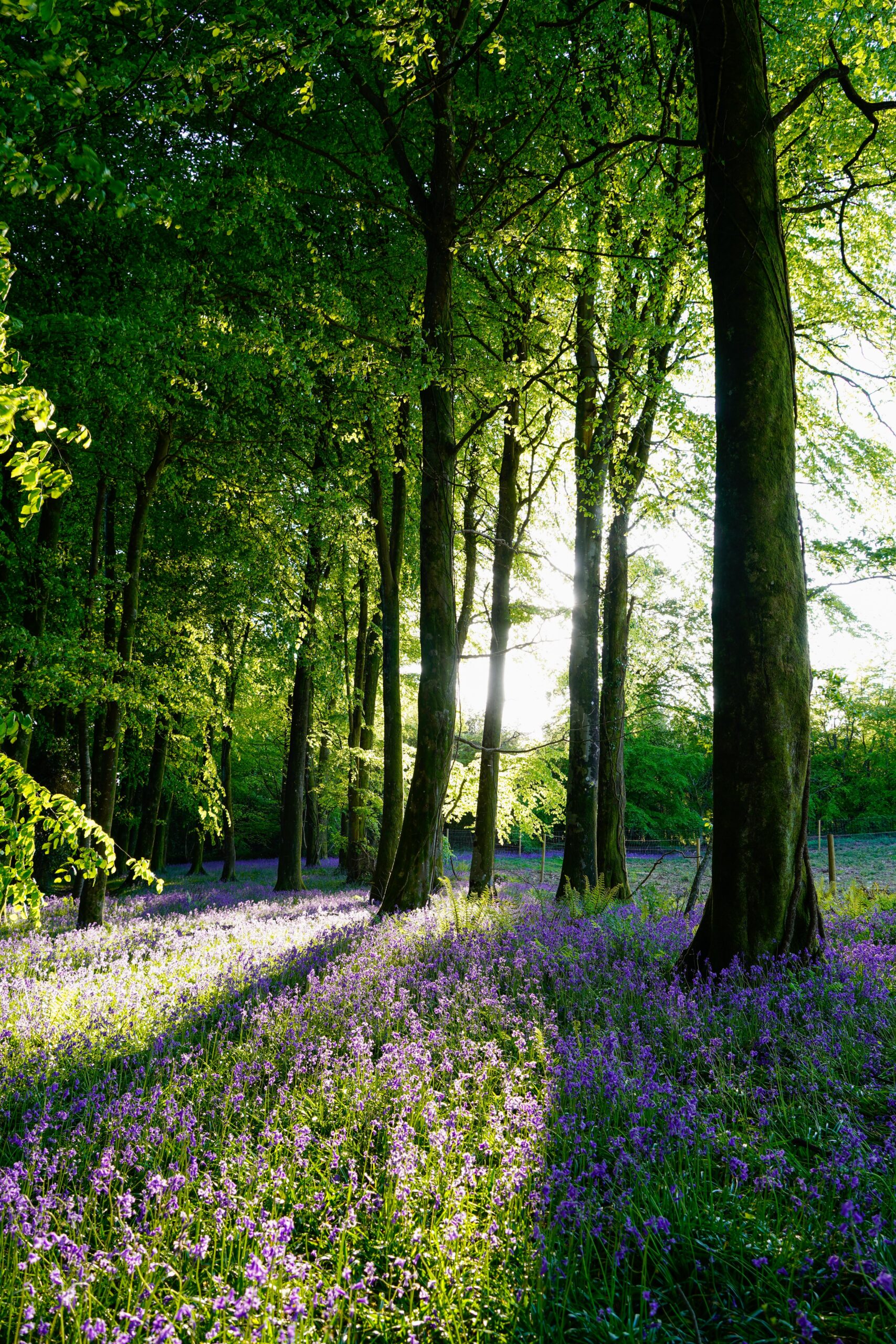woodland bluebells