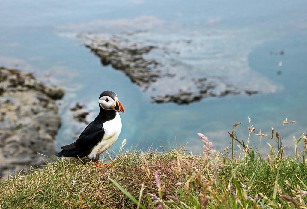kate bielinski f4t3dbb4ur4 unsplash

Staffa Island Puffin