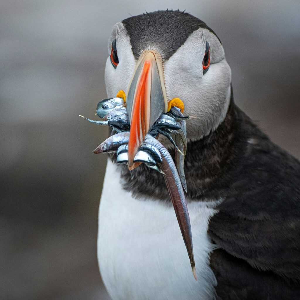 phil robson oghffl2lauo unsplash

Isle of May Puffin