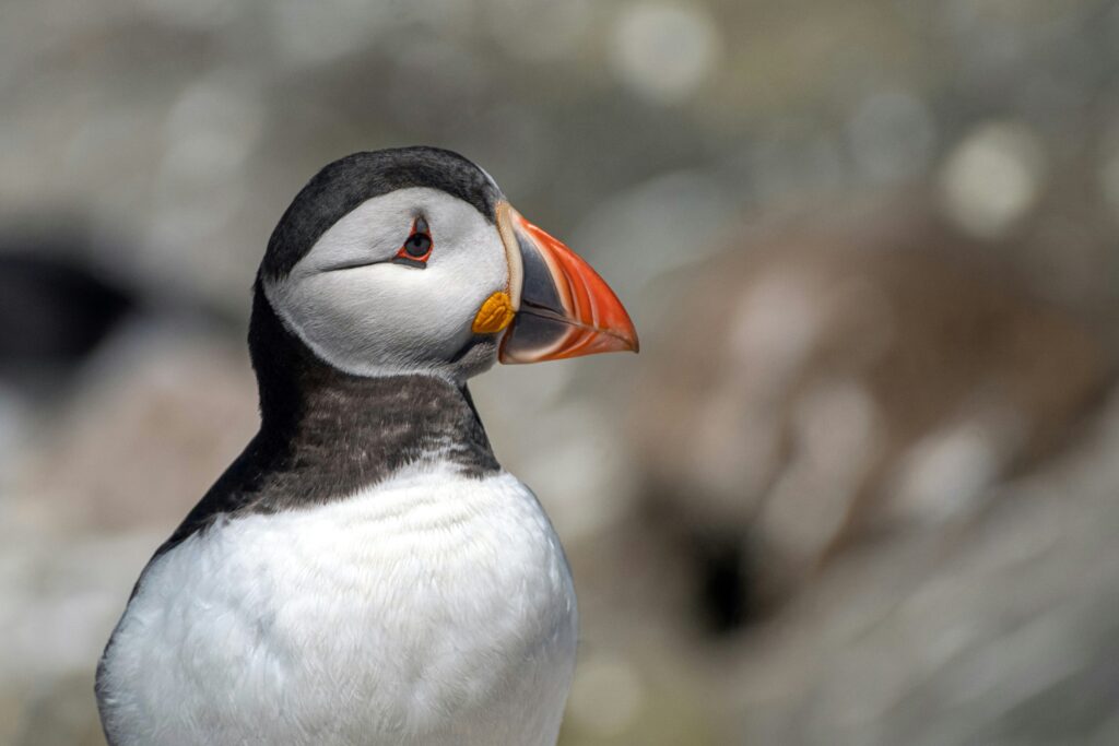 phil robson q6yky9w8era unsplash

Best Time to See Puffins in the UK