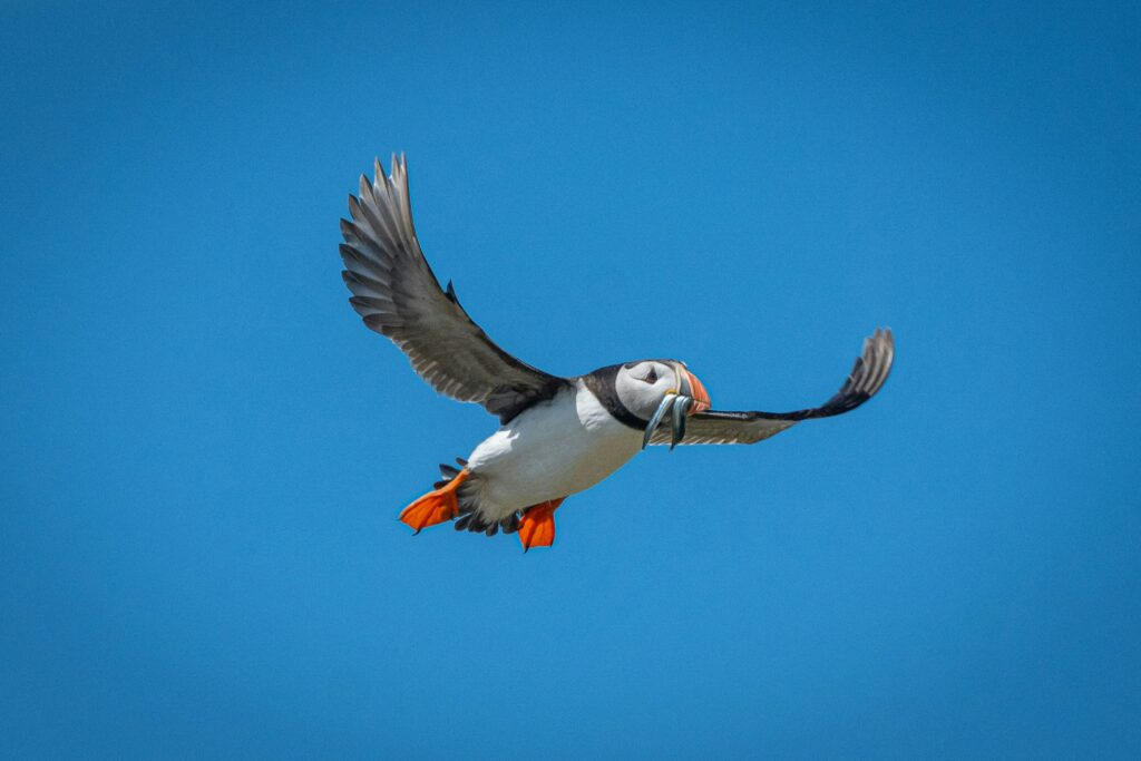 phil robson ypqtawxnfi4 unsplash

Farne Islands Puffin