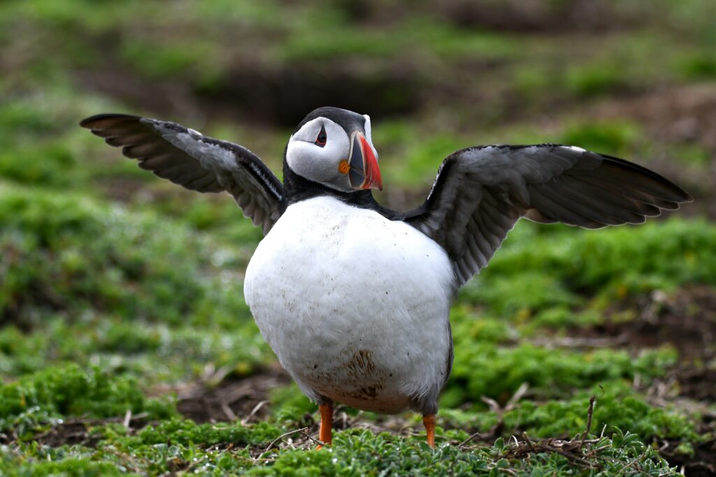tim morgan pn uagvnfxk unsplash

Skomer Island Puffin