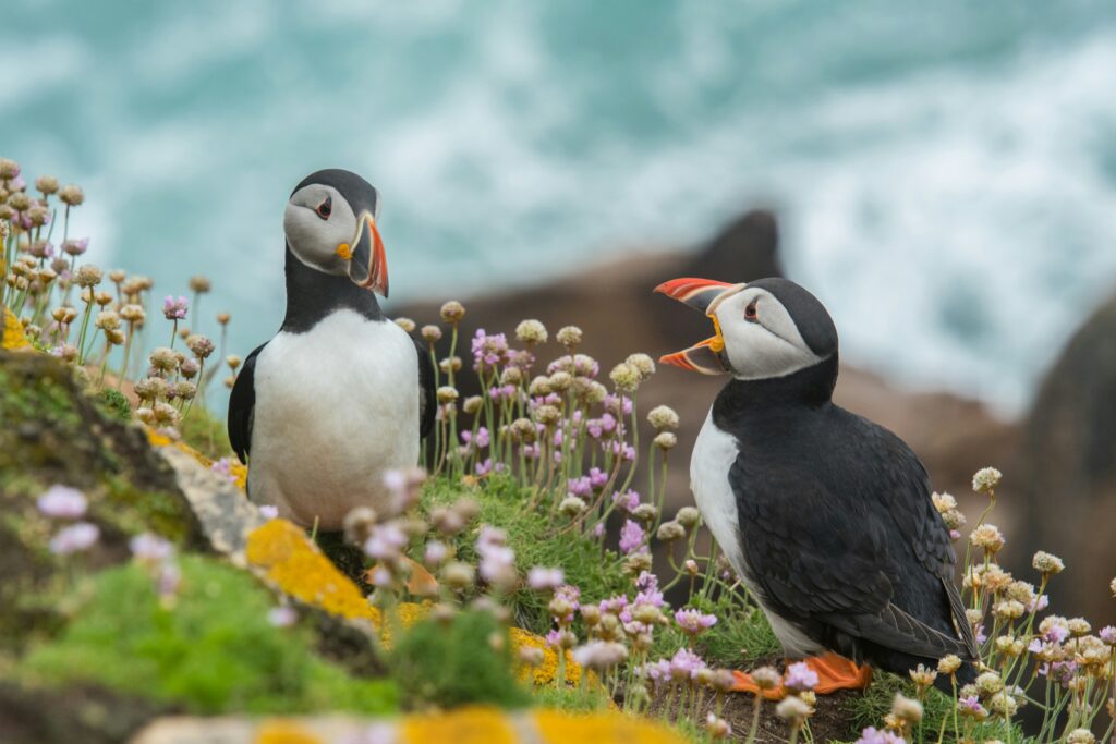 wynand van poortvliet 4amyodxzaqc unsplash

Best Time to See Puffins in the UK