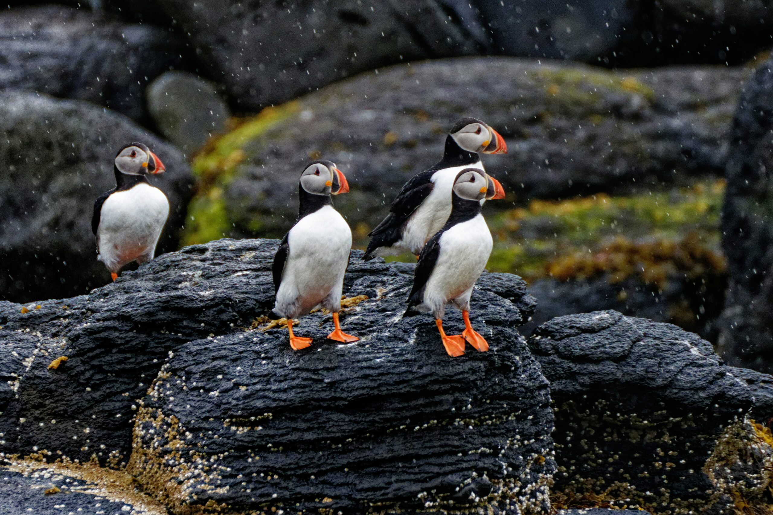 Best Time to See Puffins in the UK (2026 Guide)