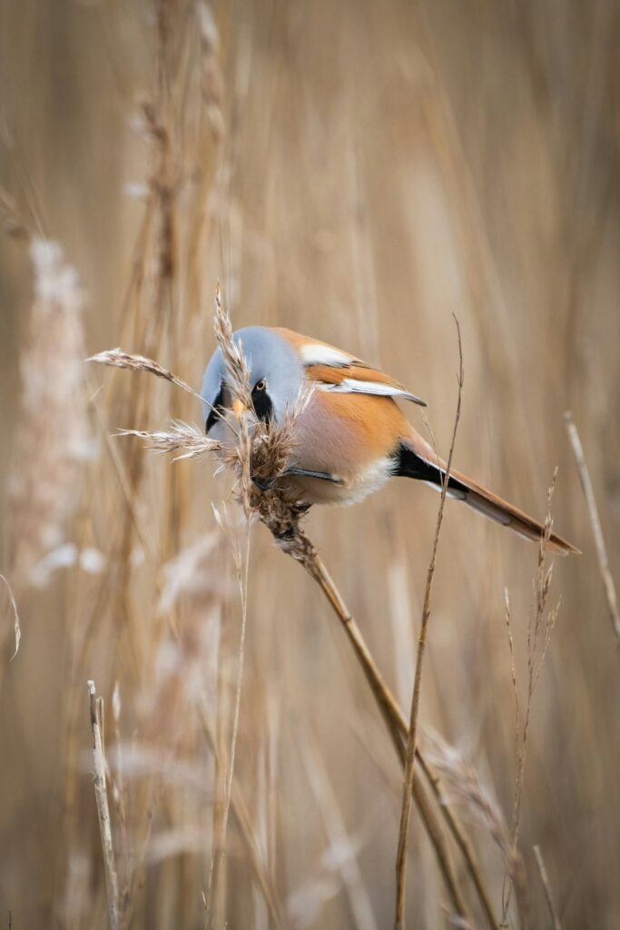 bearded tit