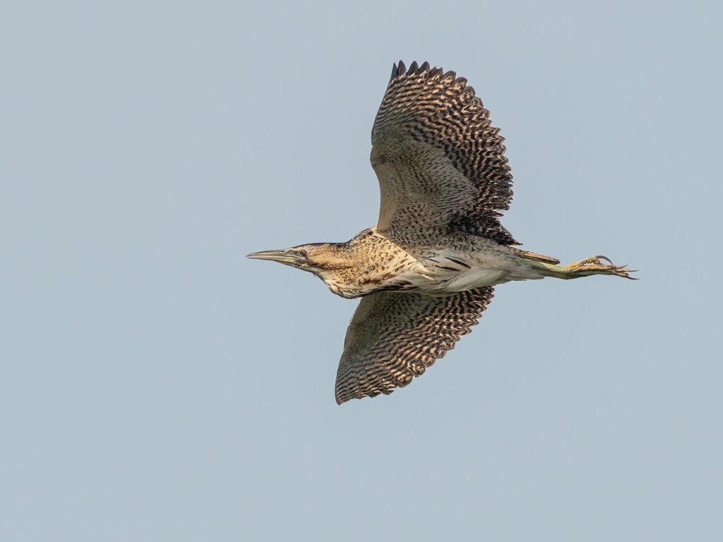 bittern