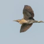 bittern