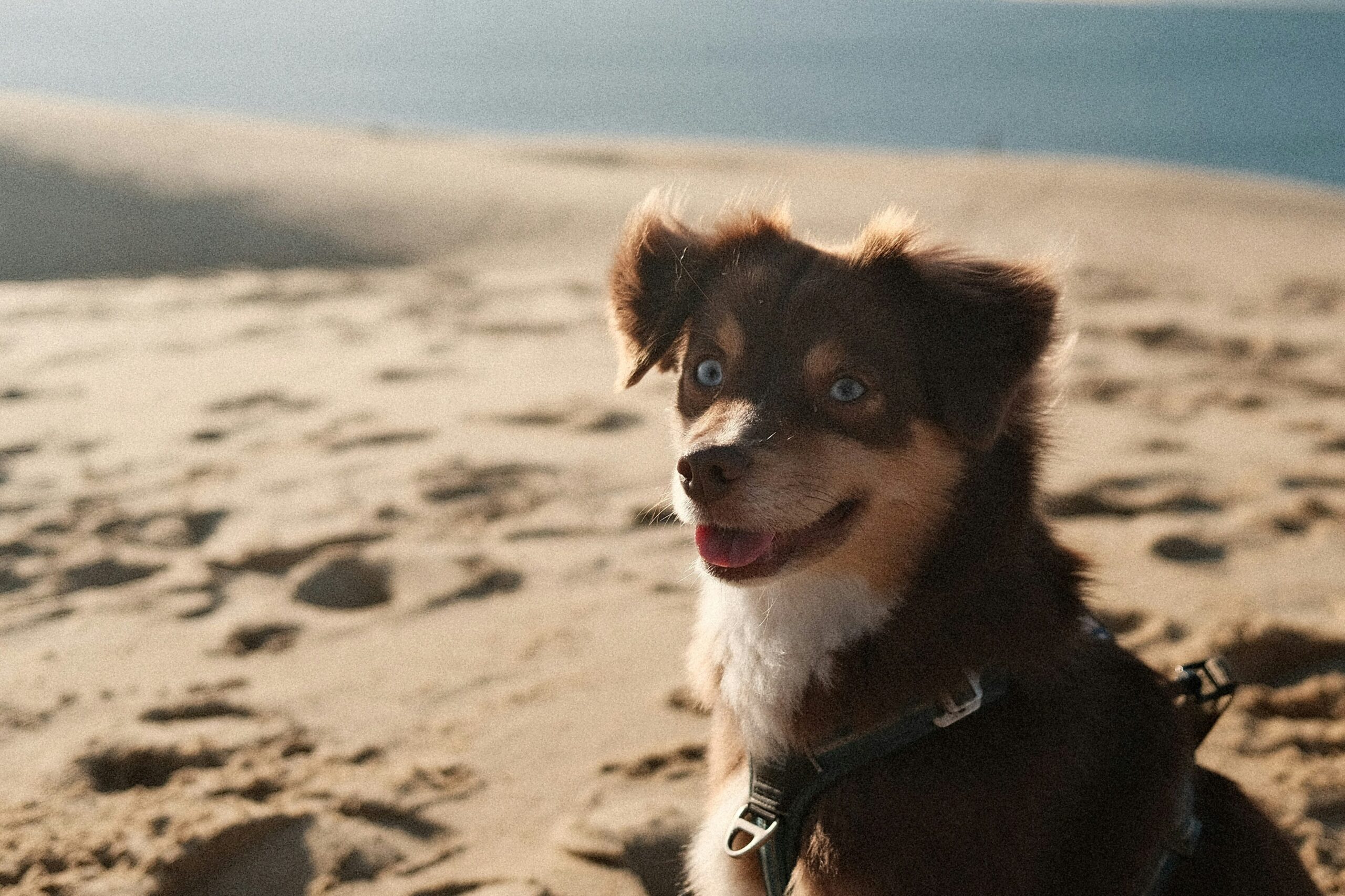 dog on beach