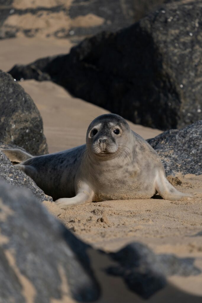 grey seal