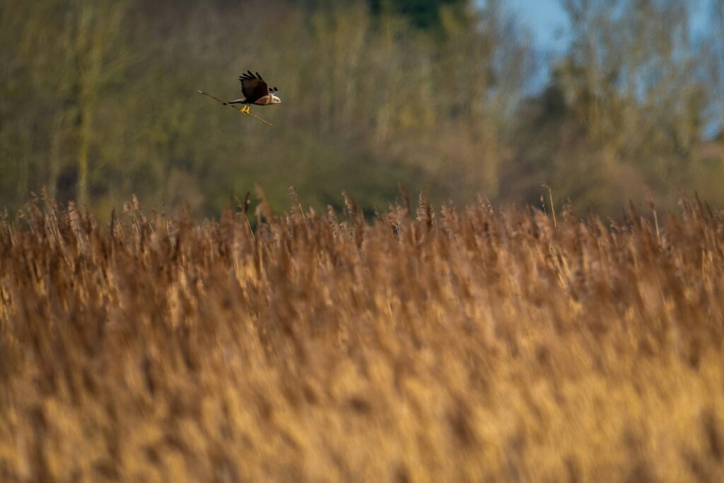 marsh harrier