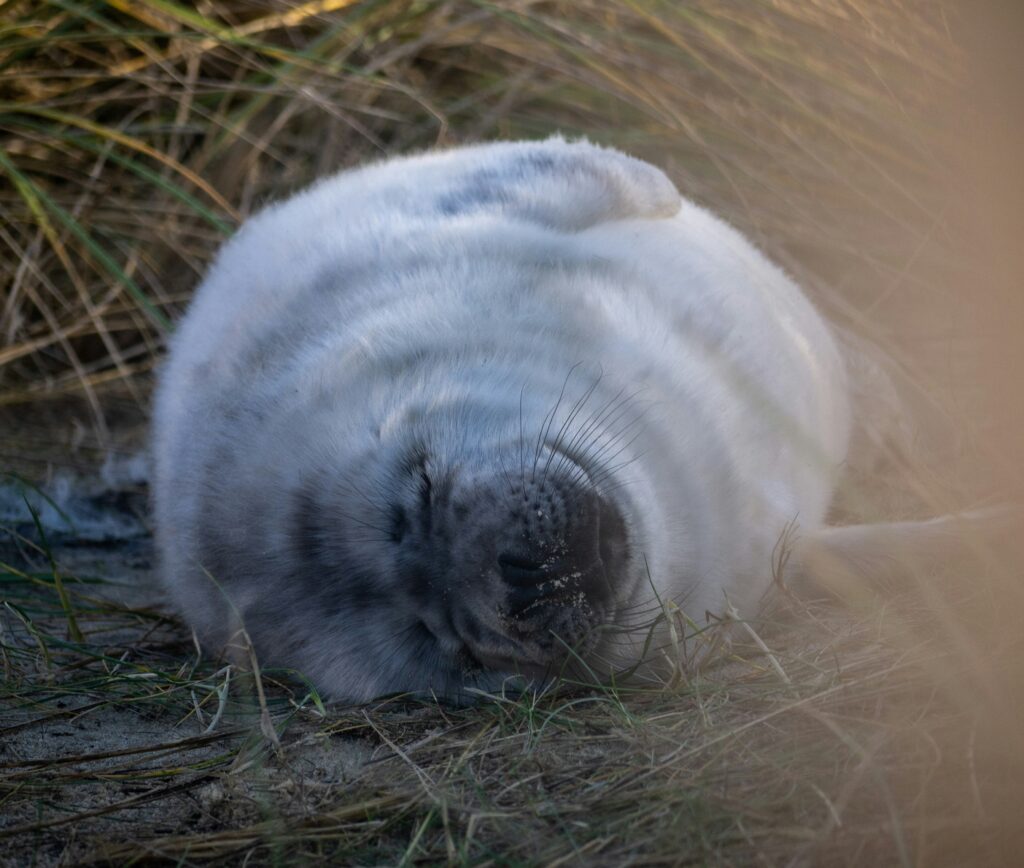 seal pup