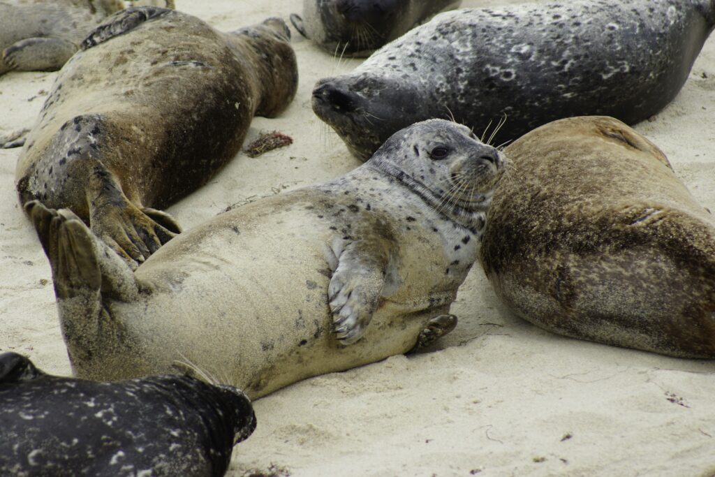 spotted grey seal colony