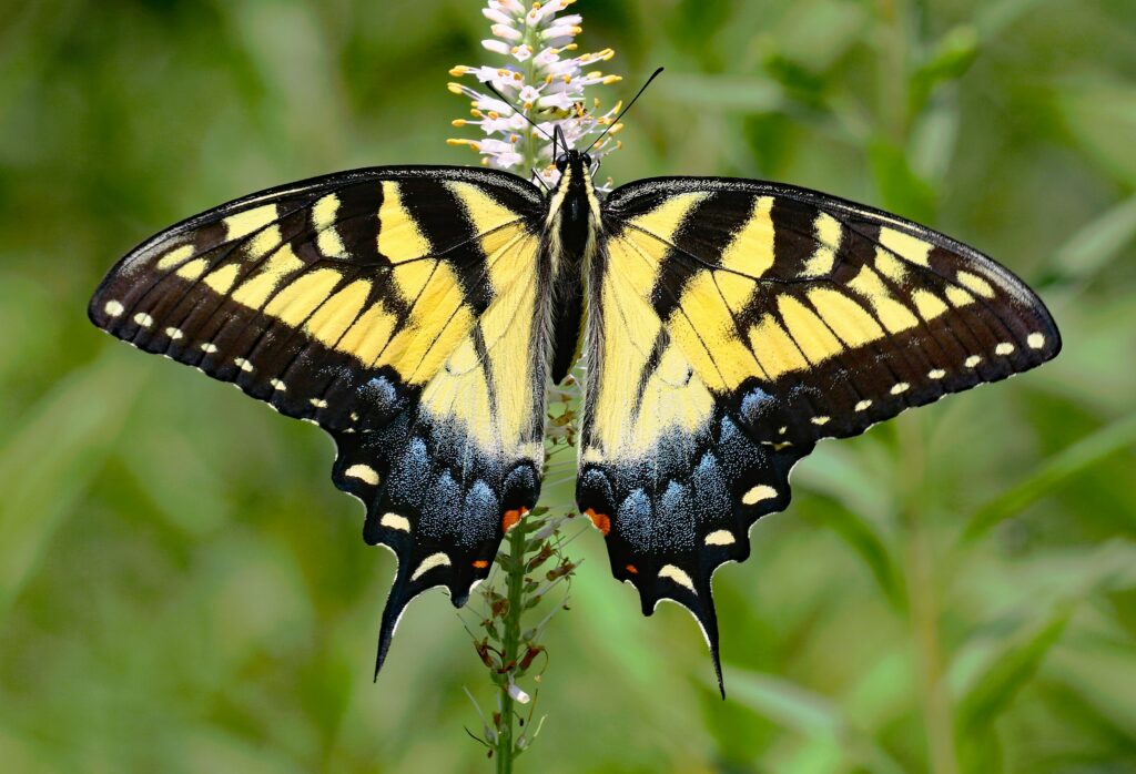 swallowtail