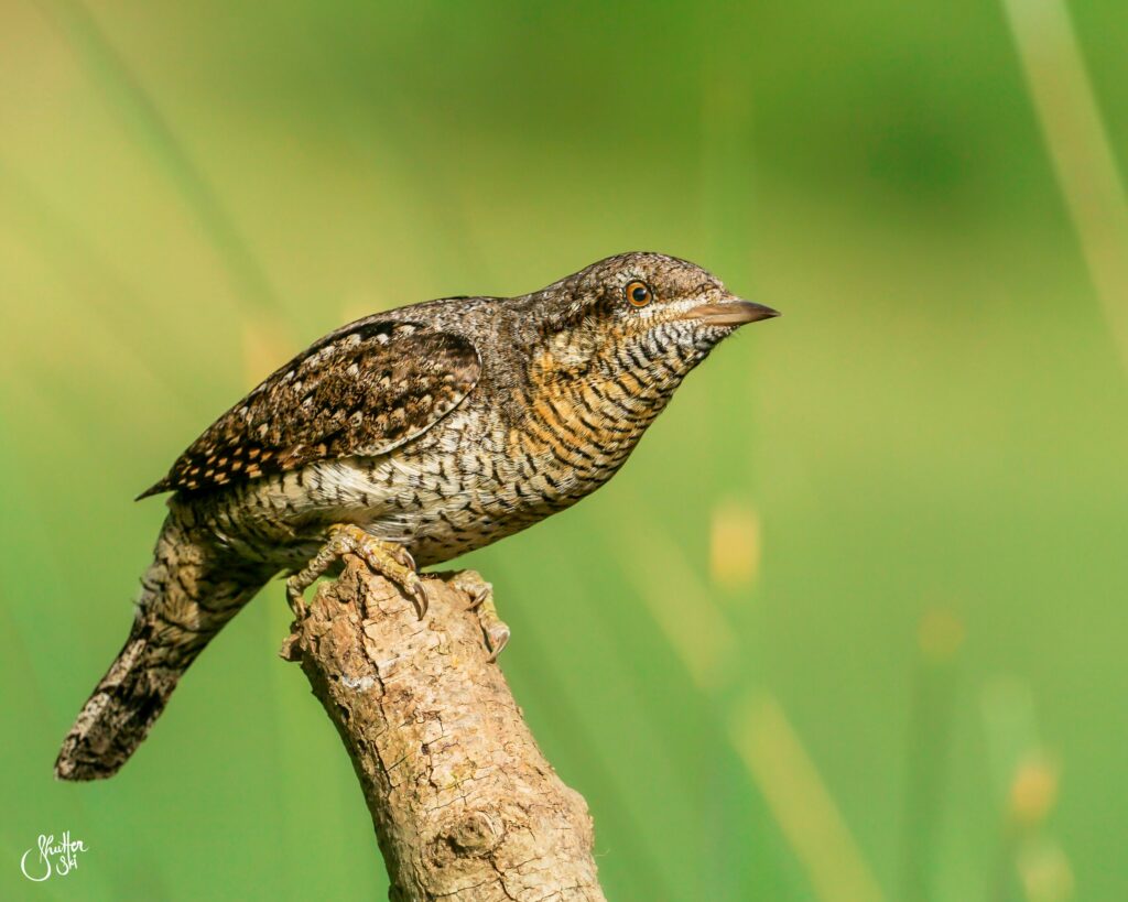 wryneck