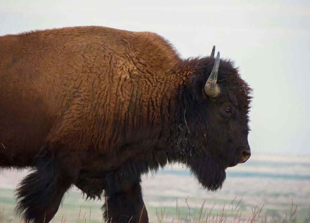 blean woods and wild bison