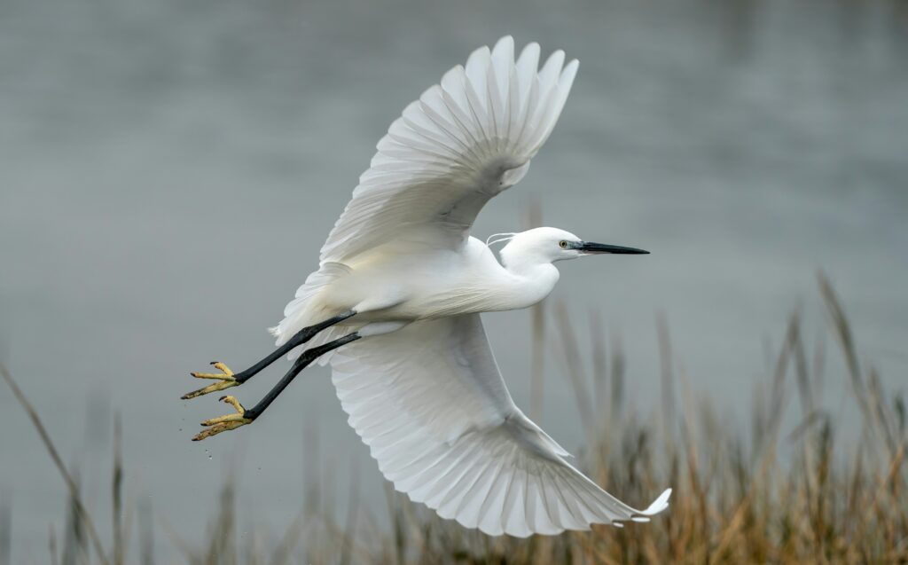 little egrets