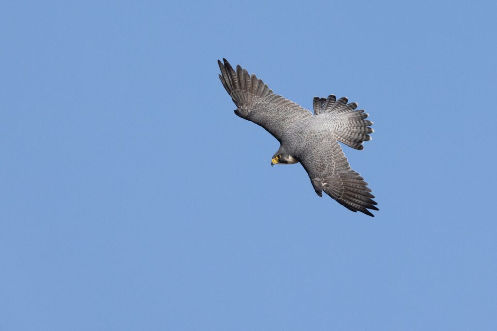 peregrine falcon