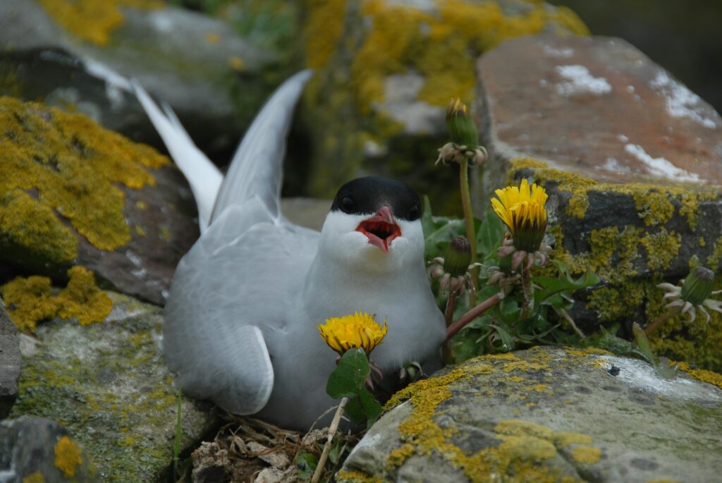 tern