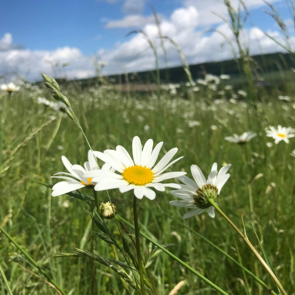 wildflowers