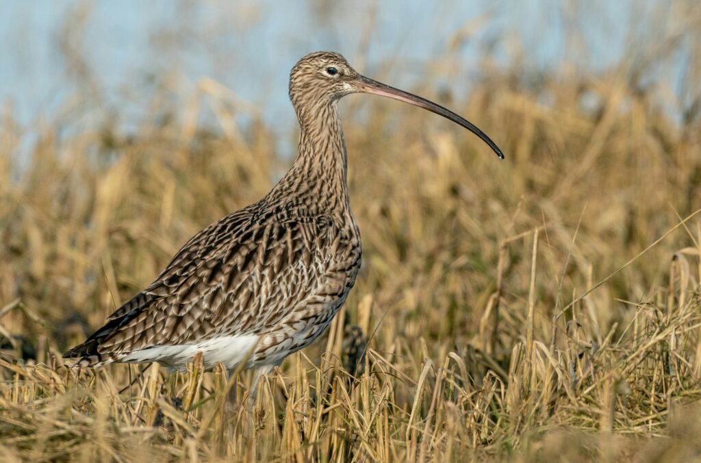 curlew