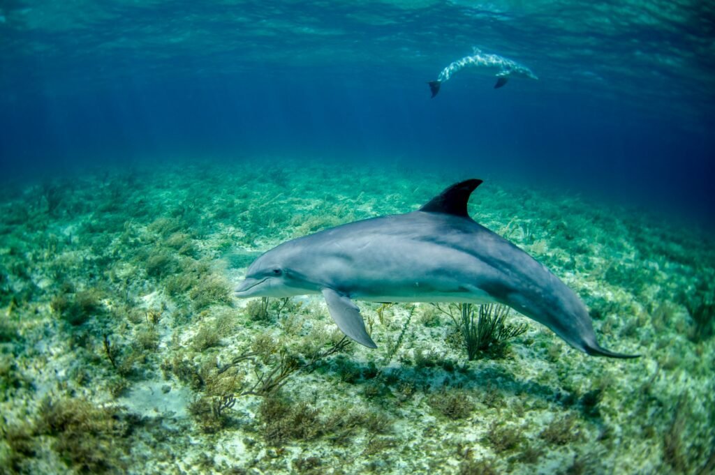 Wildlife Watching in Ceredigion: 15 Stunning Walks for Nature Lovers dolphin