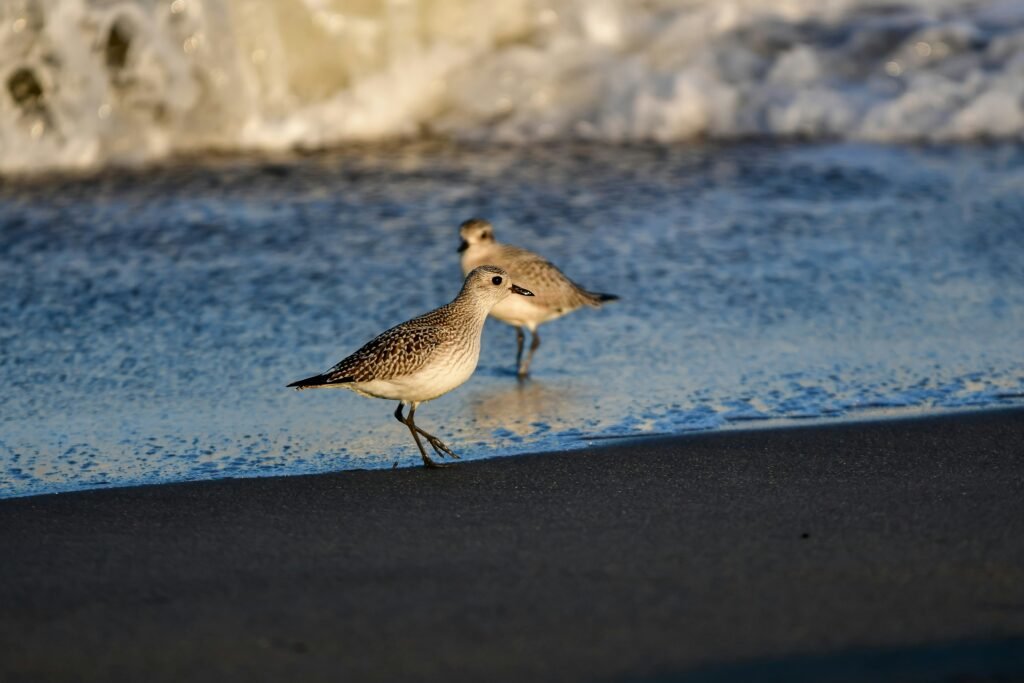 grey plover