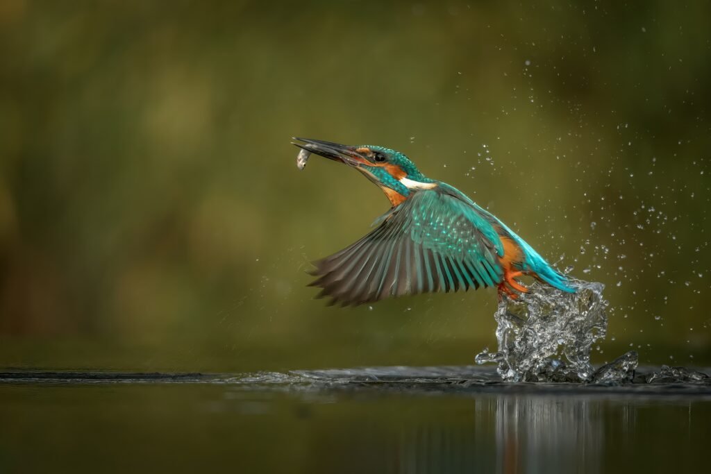 kingfisher
