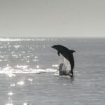 Banffshire Moray Coast Wildlife and Walks: 15 Incredible Coastal Adventures noah boyer dgbox1e3mbs unsplash