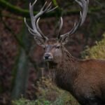 New Forest Wildlife: Discover Hampshire's Wild Heart and Coastal Escapes red deer