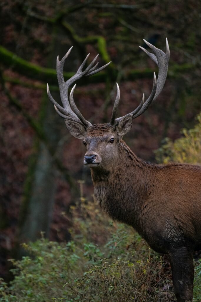 red deer