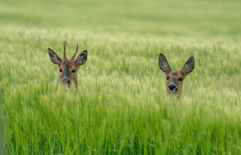 roe deer
