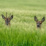 Best Trail Cameras UK: Capture Wildlife Behaving Naturally roe deer