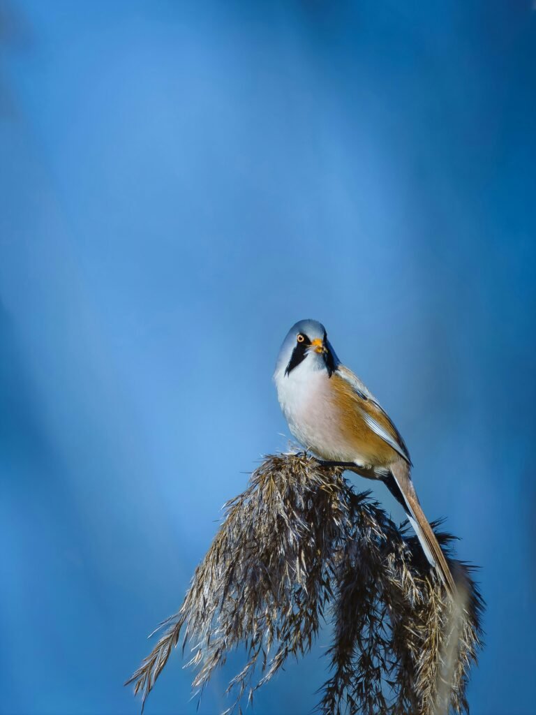 bearded tits
