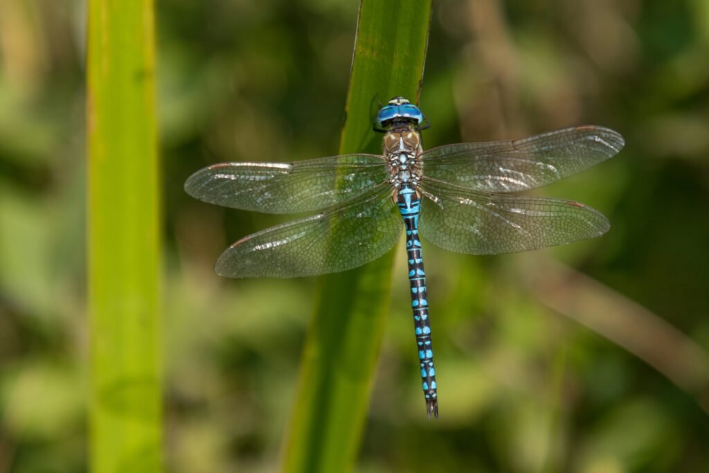 emperor dragonflies