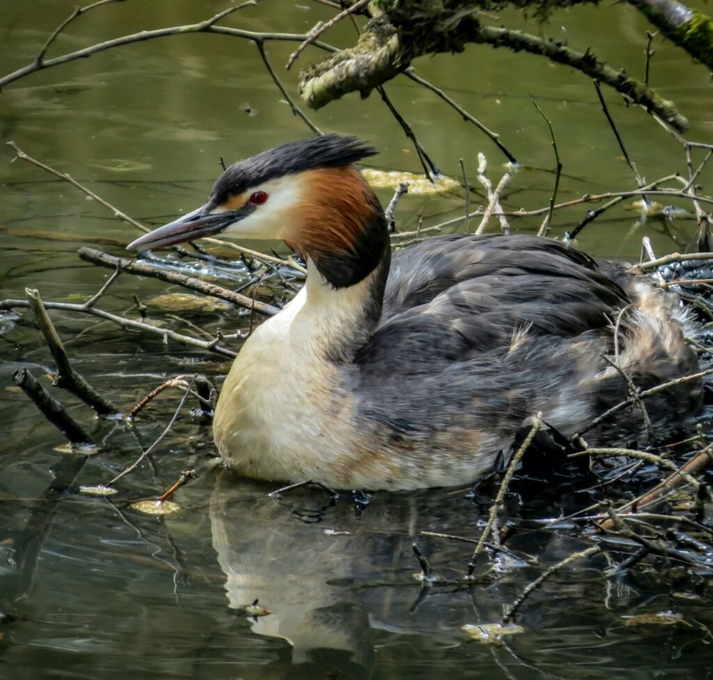 Best Lancashire Coastal Walks and Forest Trails great crested grebes