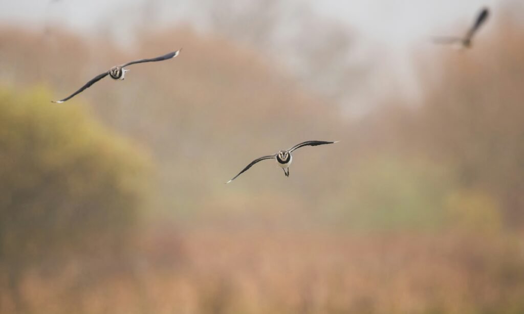 Best Lancashire Coastal Walks and Forest Trails lapwings