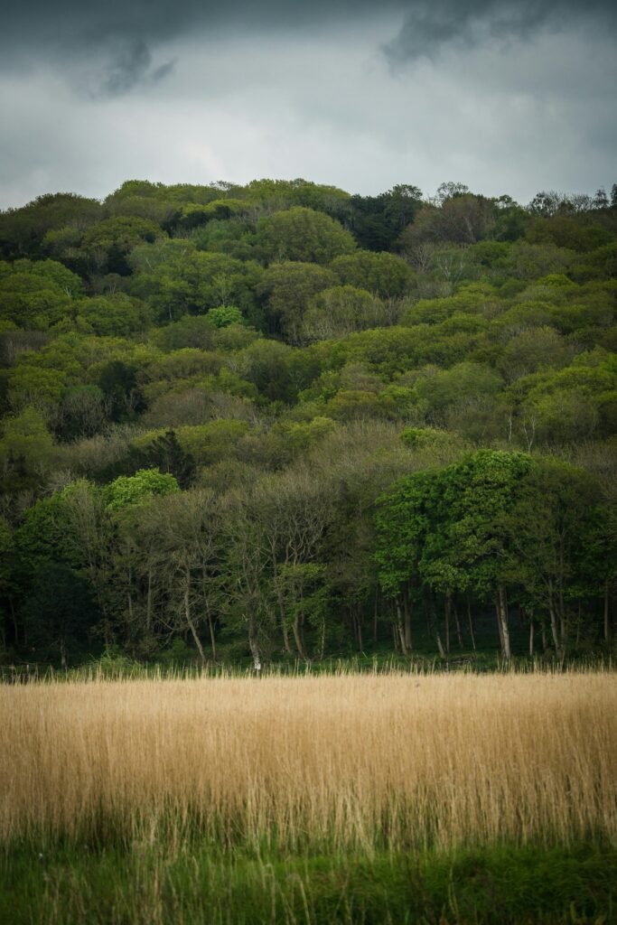 Best Lancashire Coastal Walks and Forest Trails leighton moss