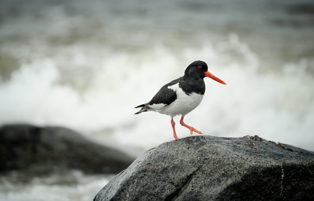 Best Lancashire Coastal Walks and Forest Trails oystercatchers