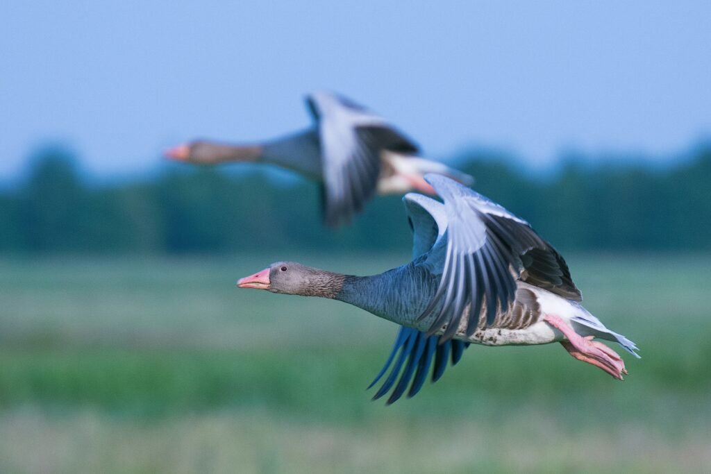 East Lothian Coastal Paths: Stunning Harbour Villages, Hidden Beaches & Scenic Walks pink footed geese