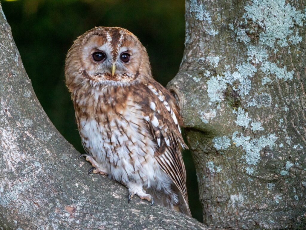 Best Lancashire Coastal Walks and Forest Trails tawny owls
