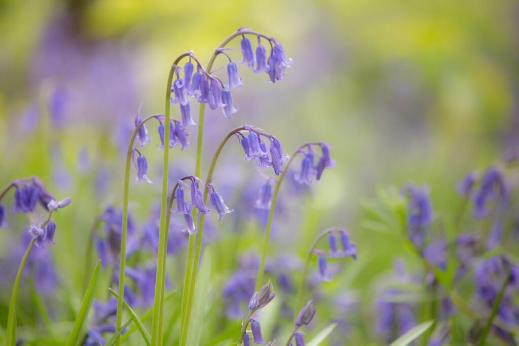 bluebells