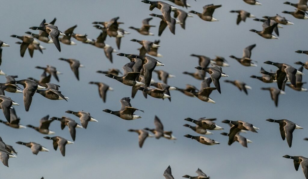 brent geese