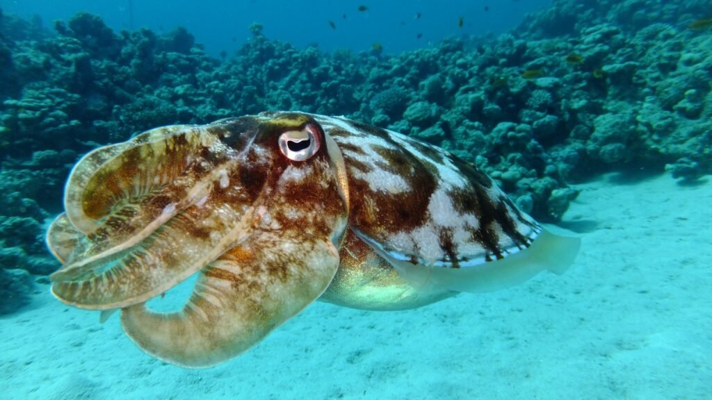 cuttlefish