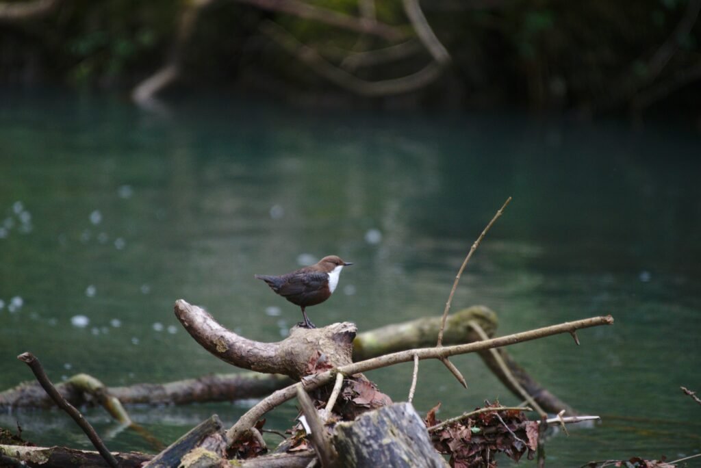 Best Lancashire Coastal Walks and Forest Trails dipper