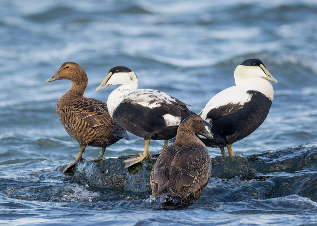 East Lothian Coastal Paths: Stunning Harbour Villages, Hidden Beaches & Scenic Walks eider duck
