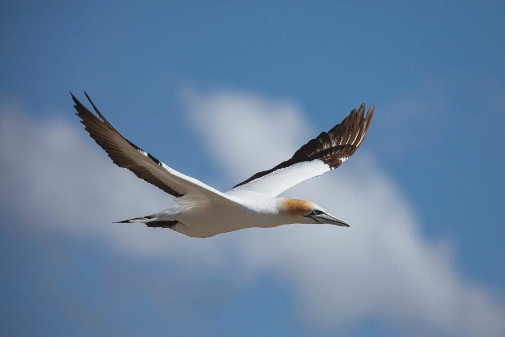 East Lothian Coastal Paths: Stunning Harbour Villages, Hidden Beaches & Scenic Walks gannets
