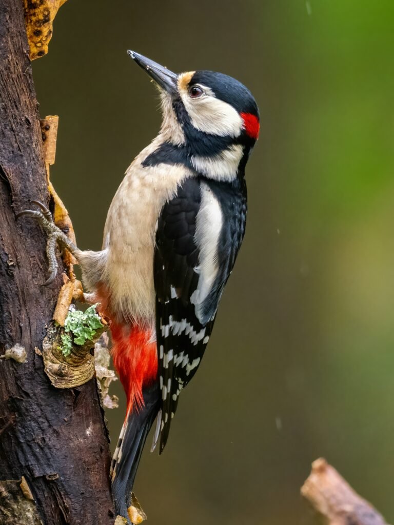 Best Lancashire Coastal Walks and Forest Trails great spotted woodpecker