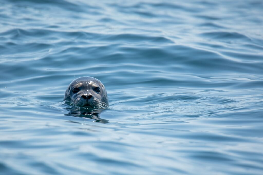harbour seals