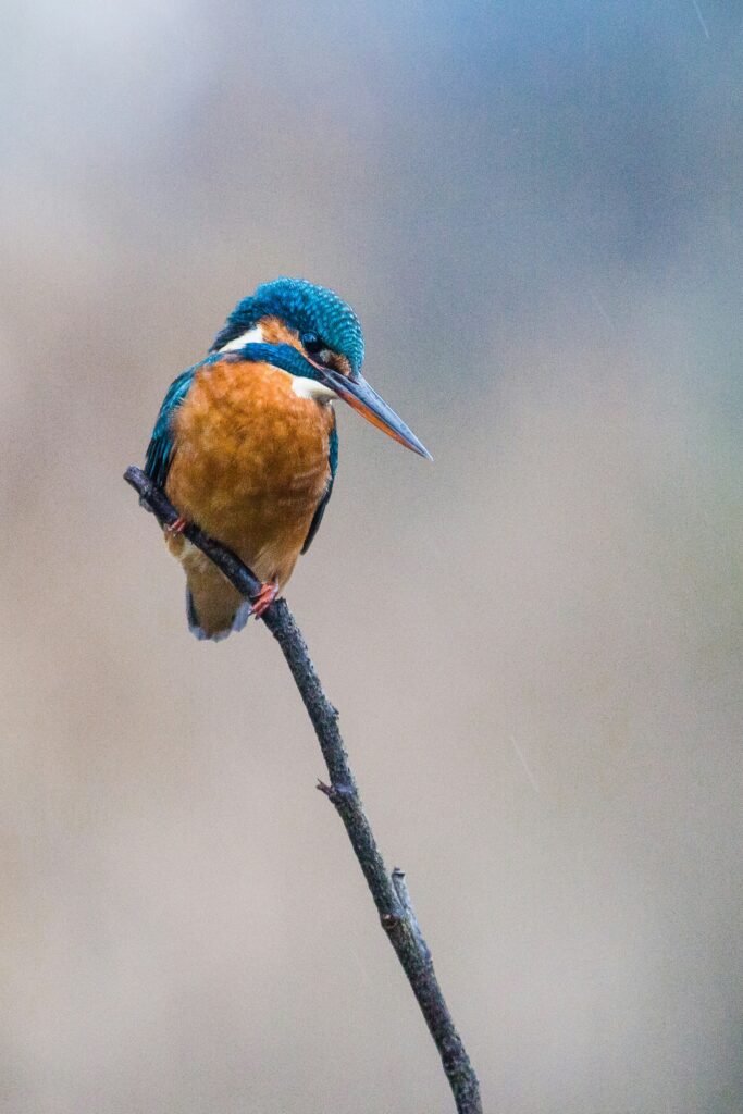kingfisher 1