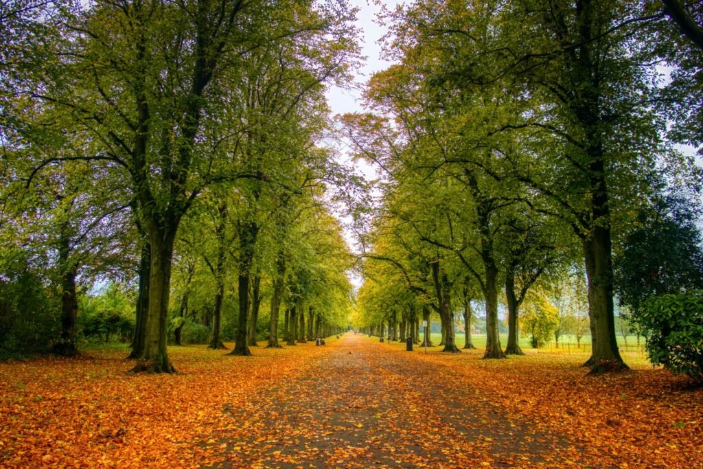 Best Lancashire Coastal Walks and Forest Trails lancashire trees